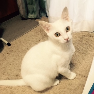 人馴ればっちり！純白にゃんこ