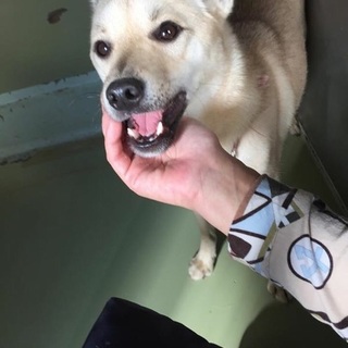 小さめかわいい男の子 2歳くらい