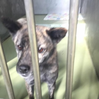 小さめ2歳、メスのワンちゃん