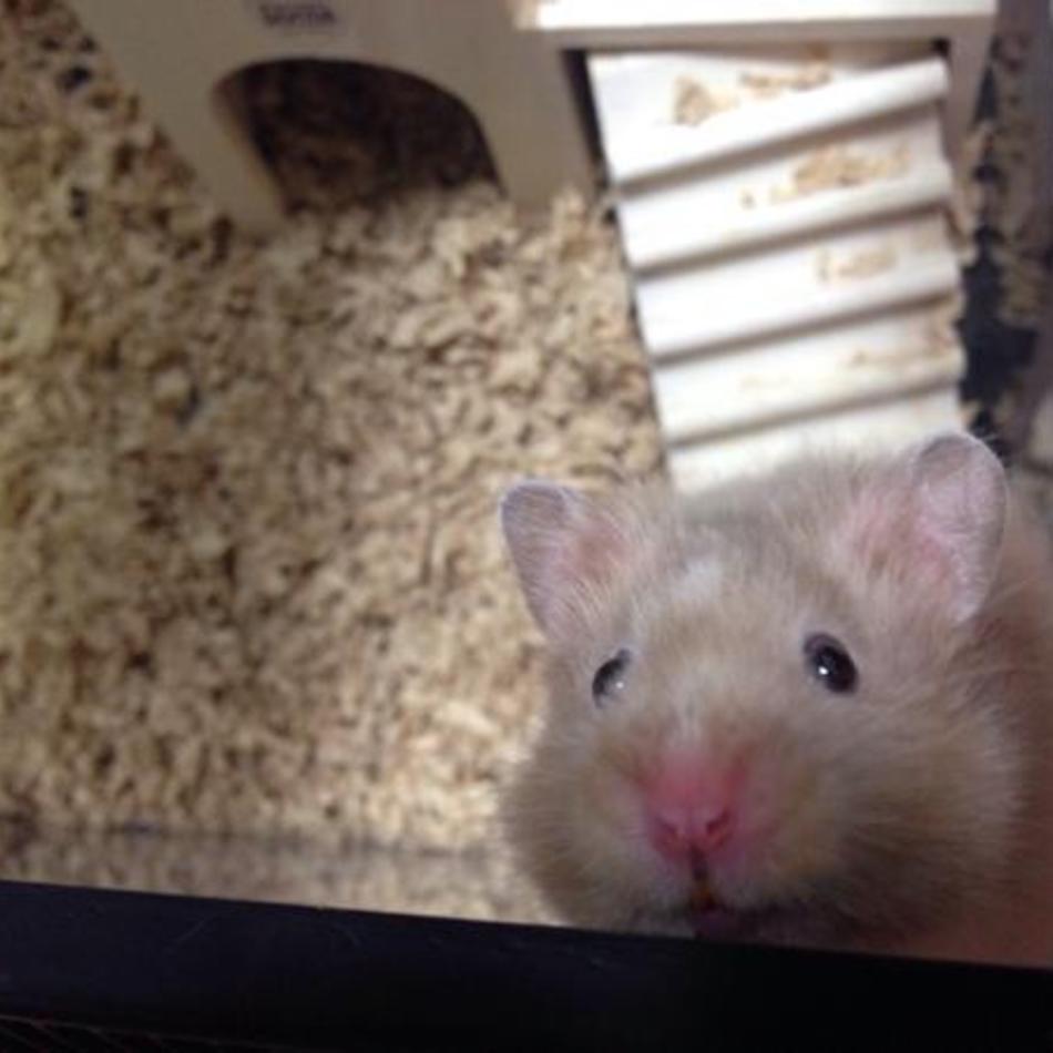 むさしのカバー写真