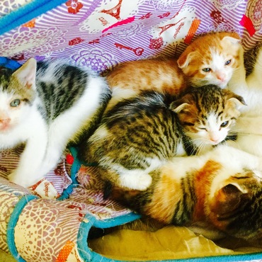 猫ハウスの使い方間違ってる笑