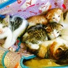 猫ハウスの使い方間違ってる笑