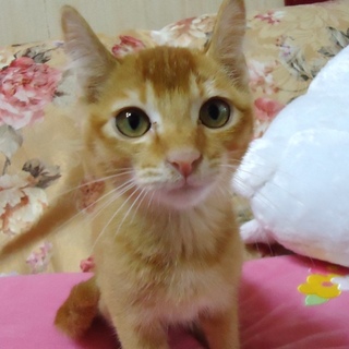 オレンジ♂　生後３ヶ月