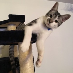 「遙さんの去勢手術！」サムネイル2