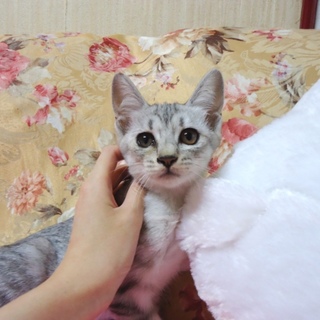 サバトラ♀　生後３ヶ月