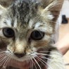 里親募集ですm(_ _)m サムネイル2