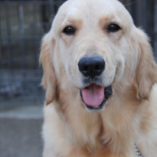 ゴールデン　１才女の子　～繁殖犬引退～