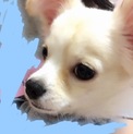 チワマル6ヶ月です