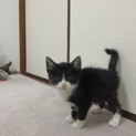里親さん募集しています。小さく可愛い仔猫。