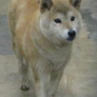 愛媛県動物愛護センターに収容されています！