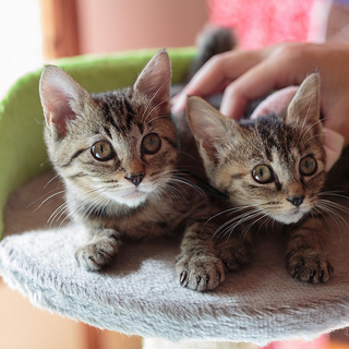 元気で懐こいきじとらの兄妹