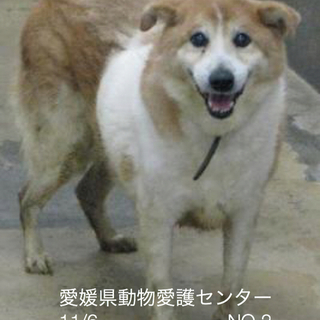 愛媛県動物愛護センターに収容されています！！