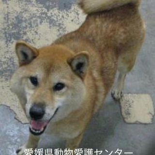愛媛県動物愛護センターに収容されています！！！