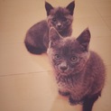 ダークグレーの子猫