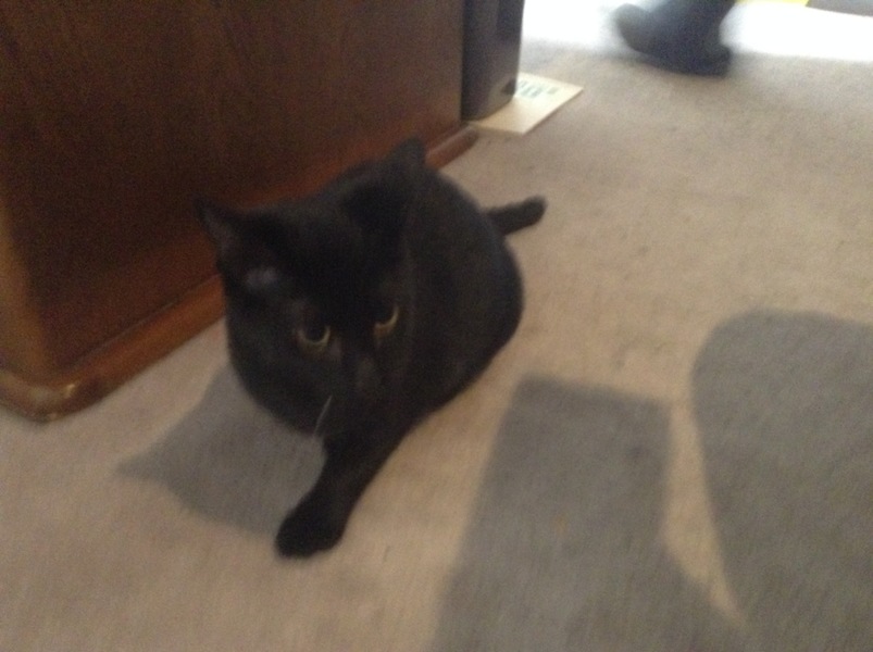 【保護しています】可愛い黒の女の子 サムネイル2