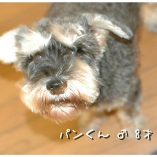 おっとりシュナウザーパン君里親さん決定