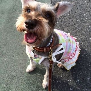 甘えん坊で寂しがり屋☆Ｍシュナウザー♀