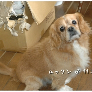 ムックントライアル中