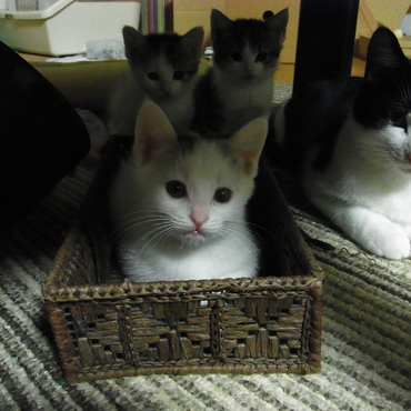 こたつの下の猫王国。お姫様はキョジでした。