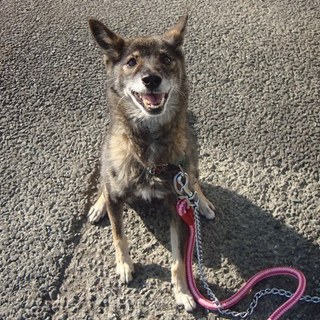 切迫！！12歳位の女の子家族に迎えてください。