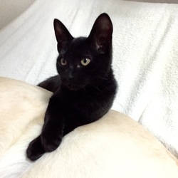 「初めまして♪ 僕のおとうと？」サムネイル2