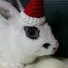 保護うさぎサプタちゃん サムネイル5
