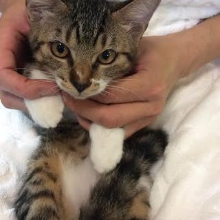 キジ子ちゃん。その瞳に宿るチカラ、そして乙女心♪