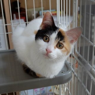 遊んで～！構って～！の「ラン子」