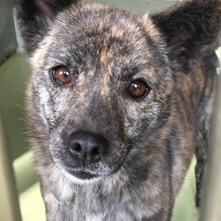 16日期限！虎毛の小柄な可愛い女の子！