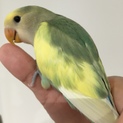 甘えん坊のコザクラインコ