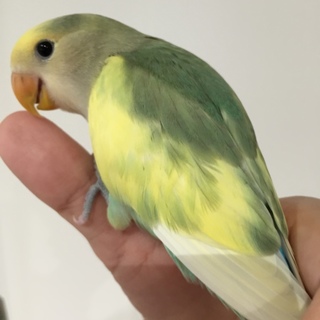 甘えん坊のコザクラインコ