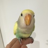 甘えん坊のコザクラインコ サムネイル2