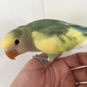 甘えん坊のコザクラインコ サムネイル3