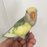 甘えん坊のコザクラインコ サムネイル4