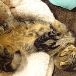 里親になって一週間・・