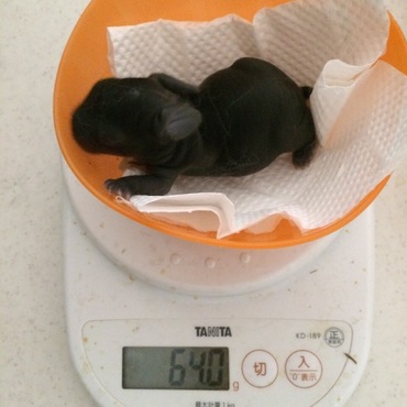 多分ブラックです。一番大きい子です。