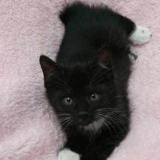 靴下はいてますよ。くまくん