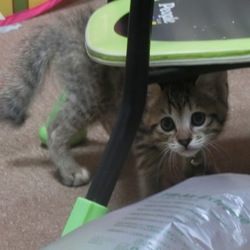 「ｼｬｰｰｯ!!!」サムネイル2