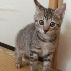 「ｼｬｰｰｯ!!!」サムネイル3