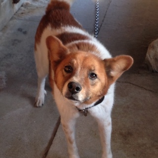 大人しく人懐っこい雑種♂