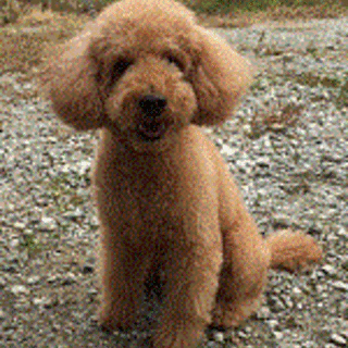 プードル（オス）