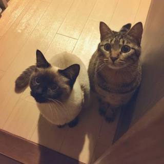 シャム猫＆キジトラ猫