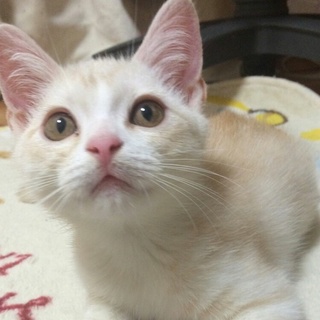 一緒にねるほど甘えん坊なスコ