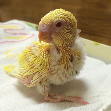 仲良しの若いペアから孵った初めての雛です(⌒▽⌒)