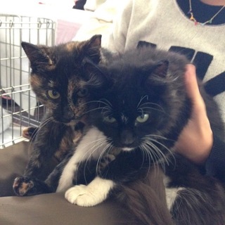 黒白＆サビ　とても人懐こい２匹です