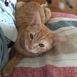 決定☆『くぅ』甘えん坊さんな男の子