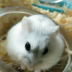 パパハムになったみるちゃん