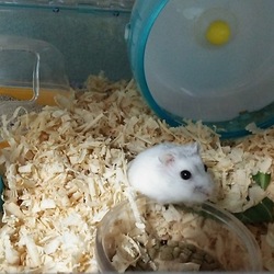 「パパハムになったみるちゃん」サムネイル2