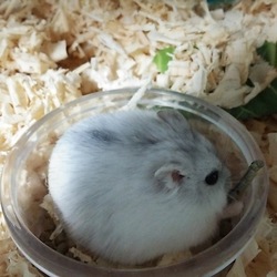 「パパハムになったみるちゃん」サムネイル3