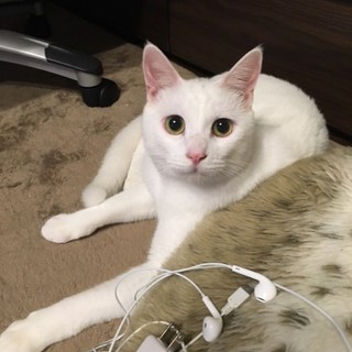 『チャイ』甘えたい時だけ甘えてくる子。